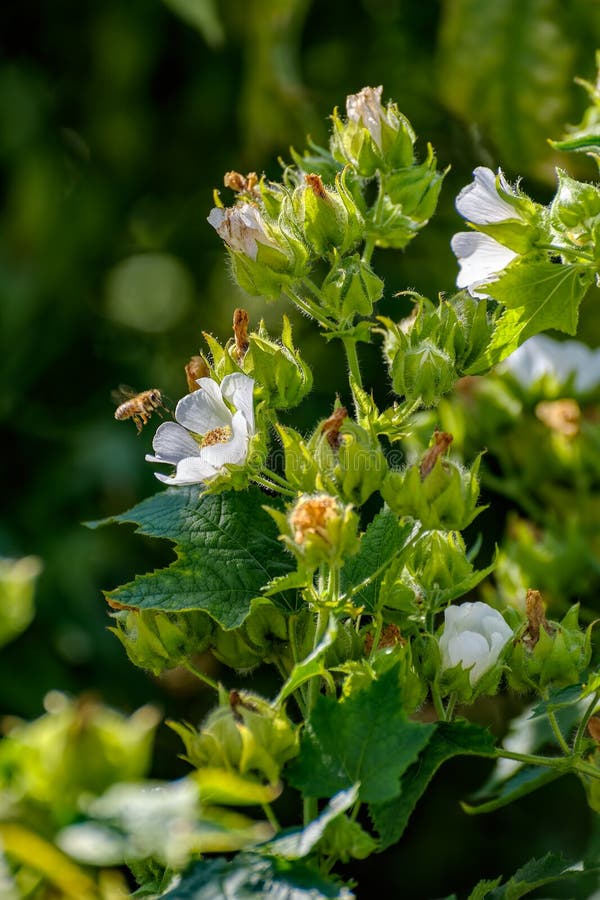 L'ape del miele raccoglie il nettare dal fiore bianco della vite di fioritura fotografie stock L'ape del miele raccoglie il nettare dal fiore bianco della vite di fioritura fotografie stock