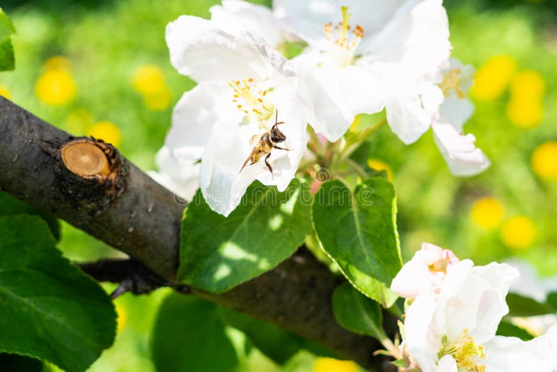 L'ape raccoglie il polline in fiore dell'albero sul prato immagini stock L'ape raccoglie il polline in fiore dell'albero sul prato immagini stock