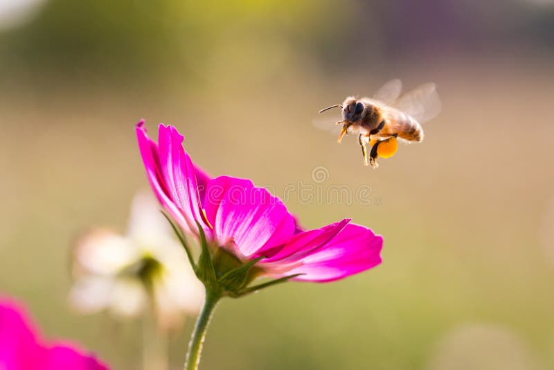 L'ape riunisce il miele da universo
