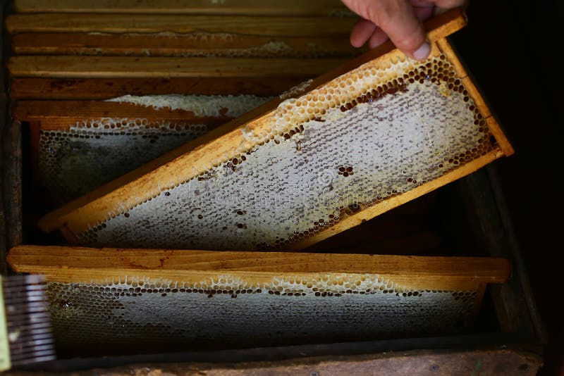 L'apicoltore tiene una cellula del miele con le api in sue mani Apicoltura apiary Pagine di un alveare raccoglie il miele fotografie stock libere da diritti L'apicoltore tiene una cellula del miele con le api in sue mani Apicoltura apiary Pagine di un alveare raccoglie il miele fotografie stock libere da diritti