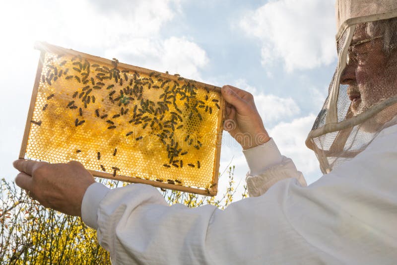 L'apiculteur tient le nid d'abeilles d'une ruche contre le soleil images stock L'apiculteur tient le nid d'abeilles d'une ruche contre le soleil images stock