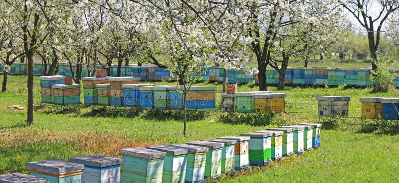 Boîte Plastique Avec Couvercle 375 Ml 12,3 X 11,4 Cm X H 6,6 Cm (x50