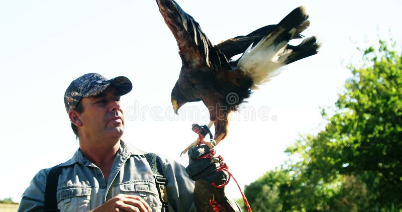 L'aquila del falco che si appollaia sopra equipaggia la mano