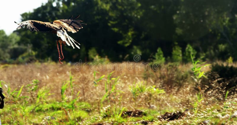 L'aquila del falco che si appollaia sopra equipaggia la mano