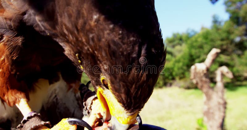 L'aquila del falco che si appollaia sopra equipaggia la mano