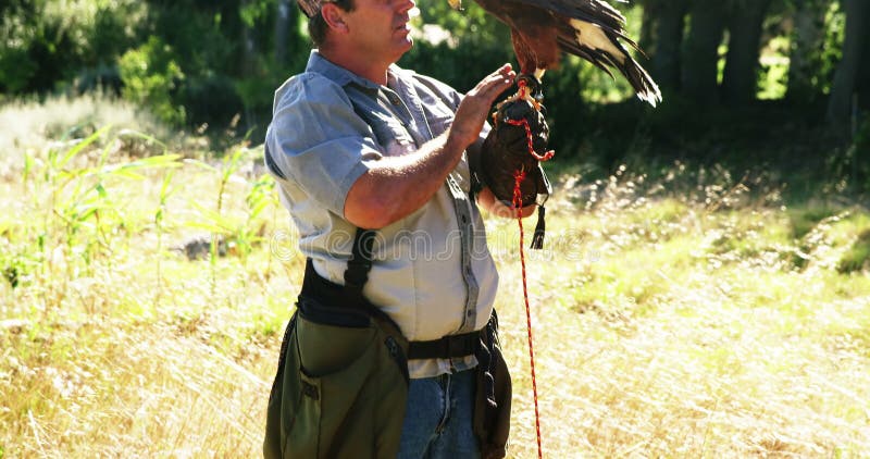 L'aquila del falco che si appollaia sopra equipaggia la mano