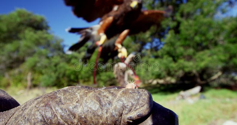 L'aquila del falco che si appollaia sopra equipaggia la mano