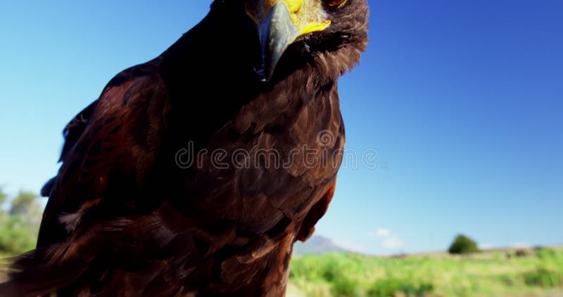 L'aquila del falco che si appollaia sopra equipaggia la mano