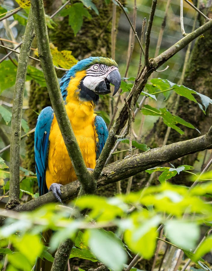 L'ara Bleu-et-jaune, ararauna d'arums est un grand perroquet sud-américain photographie stock libre de droits L'ara Bleu-et-jaune, ararauna d'arums est un grand perroquet sud-américain photographie stock libre de droits