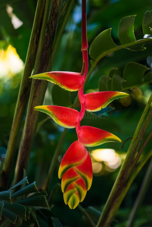 L'aragosta d'attaccatura graffia la flora gialla rossa luminosa della pianta verde del fiore tropicale di rostrata di Heliconia i