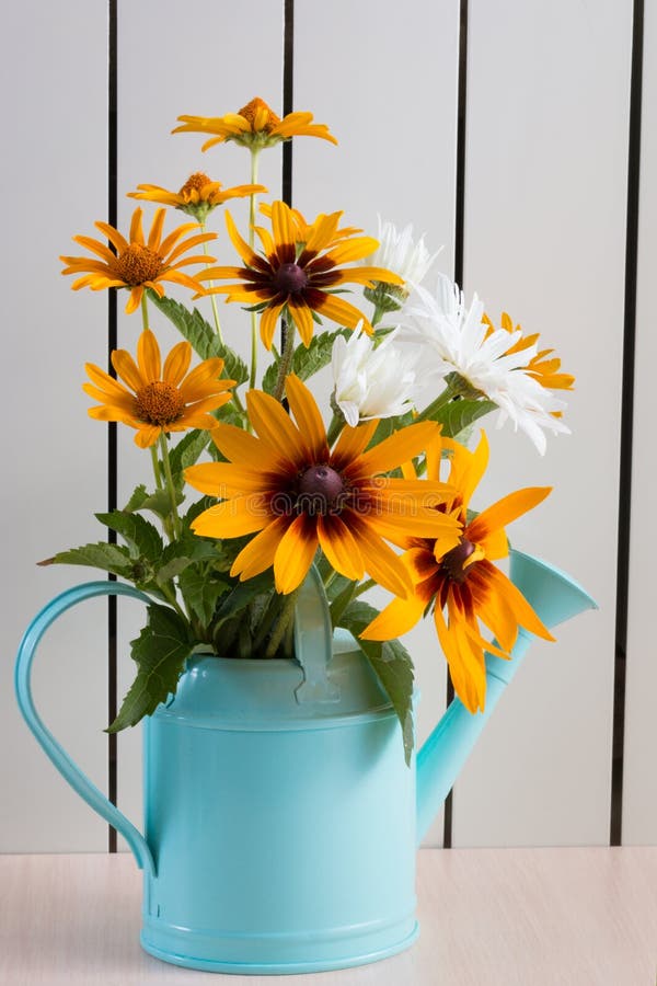 L'arancia fa il giardinaggio margherite, rudbeckia, fiore nell'annaffiatoio blu immagine stock libera da diritti L'arancia fa il giardinaggio margherite, rudbeckia, fiore nell'annaffiatoio blu immagine stock libera da diritti