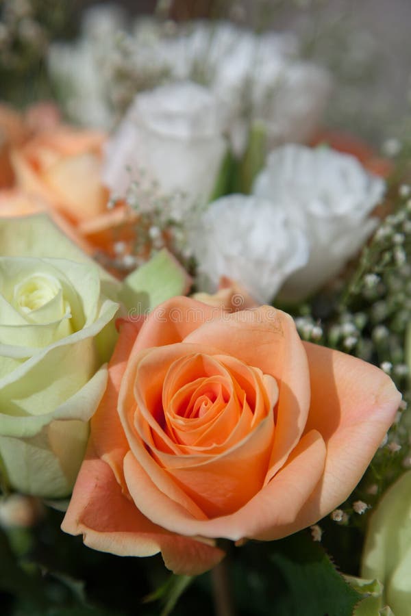 A delicate pale orange rose in a bouquet of pastel roses and white flowers. A delicate pale orange rose in a bouquet of pastel roses and white flowers.