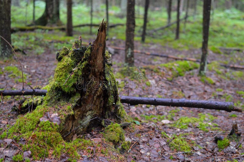 L'arbre cassé dans le taiga russe moignon photographie stock L'arbre cassé dans le taiga russe moignon photographie stock
