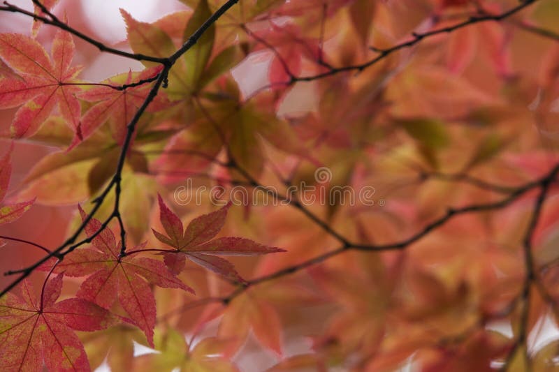 L'arbre d'érable de temple du Japon Nikko Rinnoji dans l'automne colore le plan rapproché photographie stock libre de droits L'arbre d'érable de temple du Japon Nikko Rinnoji dans l'automne colore le plan rapproché photographie stock libre de droits