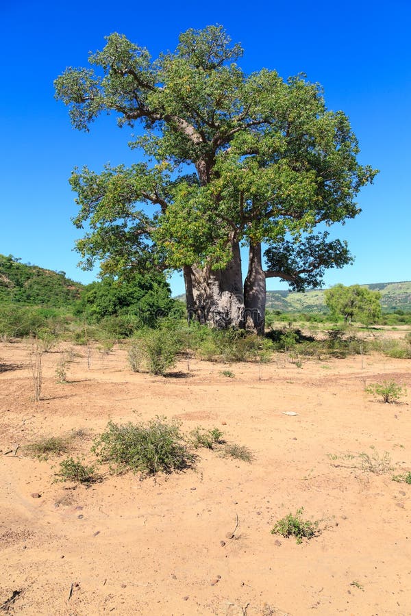 L'arbre de baobab avec le vert part dans un paysage africain avec l'espace libre photographie stock L'arbre de baobab avec le vert part dans un paysage africain avec l'espace libre photographie stock