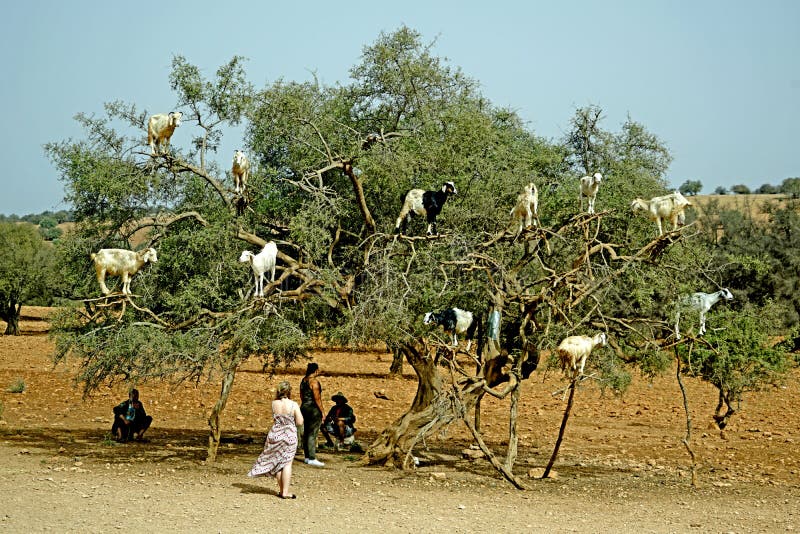 L'arbre de chèvre au Maroc photographie stock L'arbre de chèvre au Maroc photographie stock