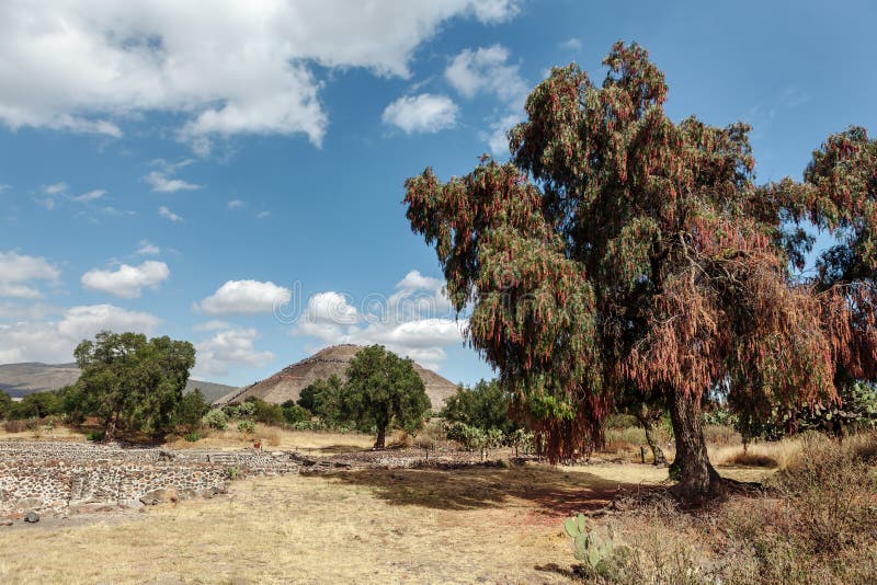 L'arbre de floraison se développe sur le fond du piramyd du soleil teotihuacan Mexico image stock L'arbre de floraison se développe sur le fond du piramyd du soleil teotihuacan Mexico image stock