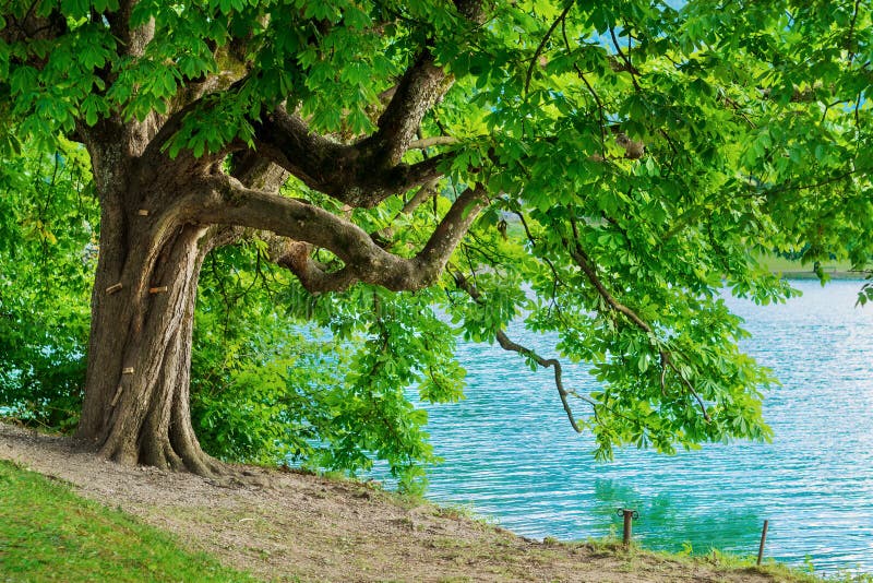 L'arbre de marron d'Inde sur le rivage du lac a saigné photo libre de droits L'arbre de marron d'Inde sur le rivage du lac a saigné photo libre de droits