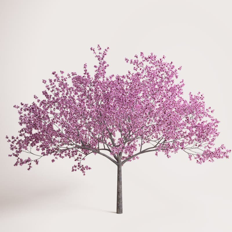 L arbre De Sakura  A Fleuri Au Printemps Illustration Stock 