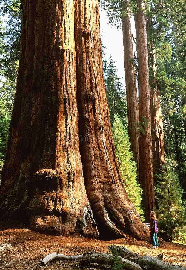 L'arbre de séquoia géant a appelé le Général Sherman Tree, M. sur le dossier photo libre de droits L'arbre de séquoia géant a appelé le Général Sherman Tree, M. sur le dossier photo libre de droits