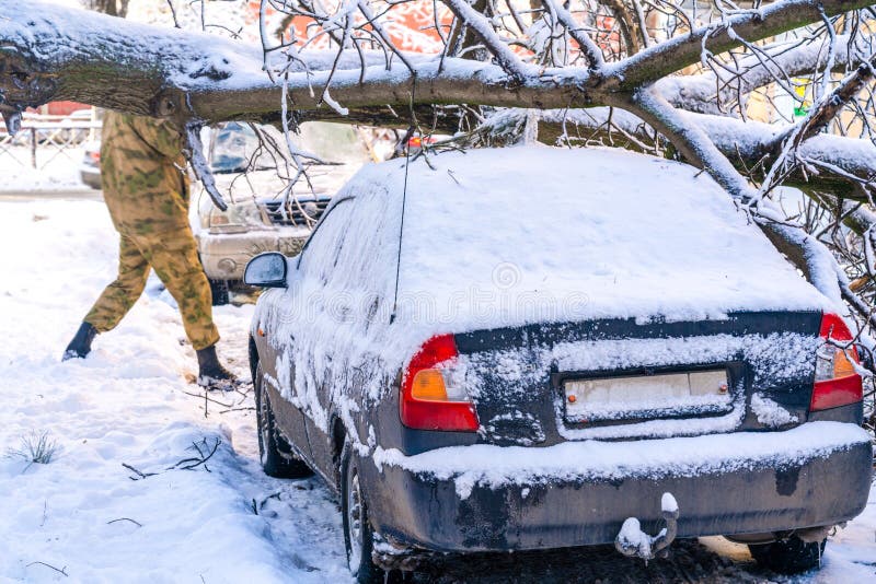 L'arbre est tombé après de fortes chutes de neige et a écrasé les voitures garées près de la maison.
