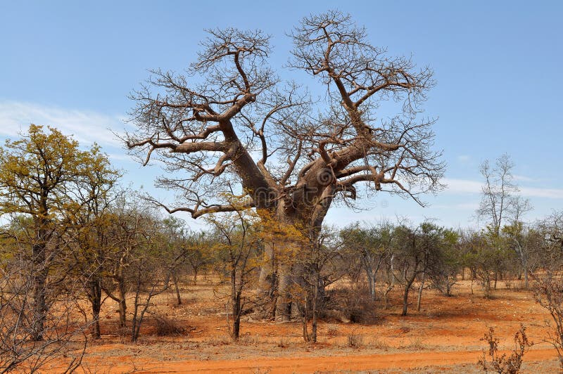 L'arbre et la brique de baobab ont coloré la saleté, Limpopo, SA photographie stock
