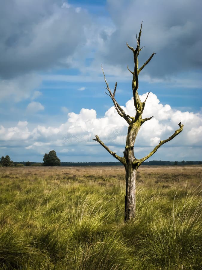 L'arbre mort solitaire sur la bruyère débarque aux Pays-Bas photos stock L'arbre mort solitaire sur la bruyère débarque aux Pays-Bas photos stock