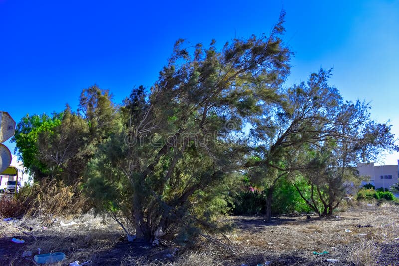 L'ARBRE SONT PLIÉS PAR LE VENT image libre de droits L'ARBRE SONT PLIÉS PAR LE VENT image libre de droits