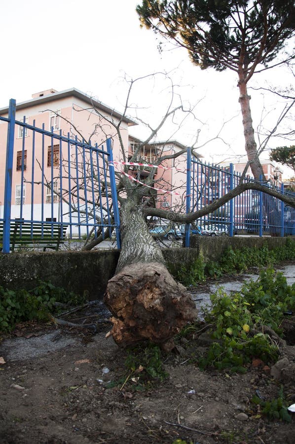 L'arbre tombé 2 photo libre de droits L'arbre tombé 2 photo libre de droits