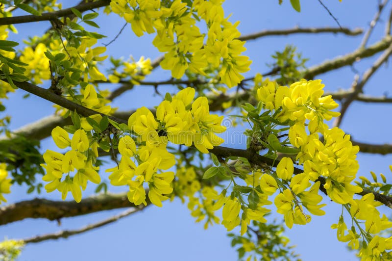 L'arbuste jaune ornemental d'anagyroides de cytise s'embranche en fleur contre le ciel bleu photo stock L'arbuste jaune ornemental d'anagyroides de cytise s'embranche en fleur contre le ciel bleu photo stock