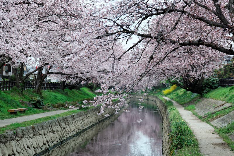 L'arcade romantique du cerisier rose fleurit Sakura Namiki par la petite berge dans la ville de Fukiage image libre de droits L'arcade romantique du cerisier rose fleurit Sakura Namiki par la petite berge dans la ville de Fukiage image libre de droits