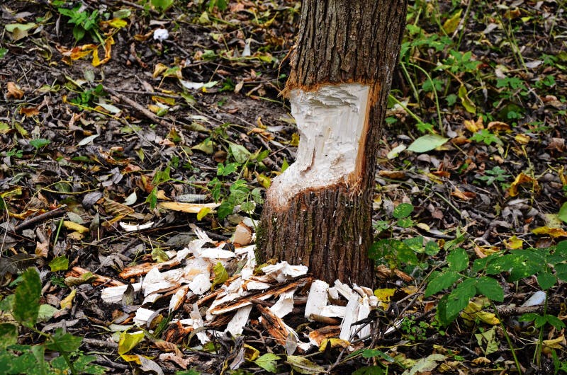 Beavers build their dam on a pond. Trees are eaten by beavers in late autumn. The beaver shavings lie on the ground. Beavers build their dam on a pond. Trees are eaten by beavers in late autumn. The beaver shavings lie on the ground