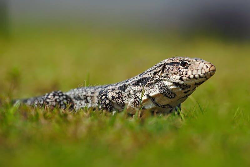 L'Argentina Tegu in bianco e nero, merianae del Tupinambis, grande rettile nell'habitat della natura, animale tropicale esotico v fotografie stock L'Argentina Tegu in bianco e nero, merianae del Tupinambis, grande rettile nell'habitat della natura, animale tropicale esotico v fotografie stock