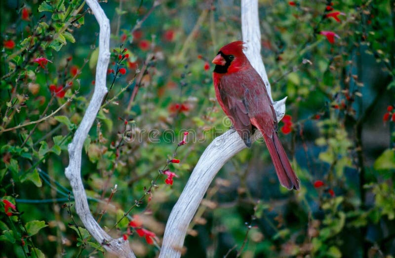 L'Arizona Redbird images libres de droits L'Arizona Redbird images libres de droits