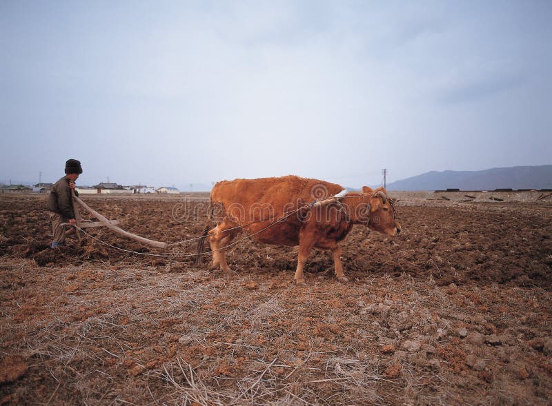 Asia fotografie stock libere da diritti