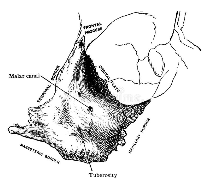 This illustration represents Outer Aspect of Malar Bone, vintage line drawing or engraving illustration. This illustration represents Outer Aspect of Malar Bone, vintage line drawing or engraving illustration