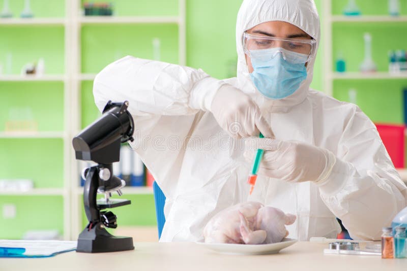 L'assistant de laboratoire examinant le poulet d'OGM photos stock