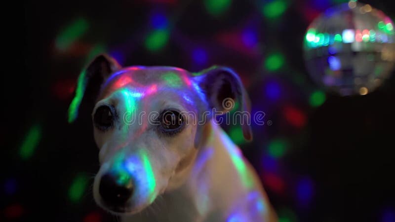 L'atmosphère dure de chien de Jack Russel de terrier du visage de partie haute étroite du parti, fond sombre avec des lumières co banque de vidéos