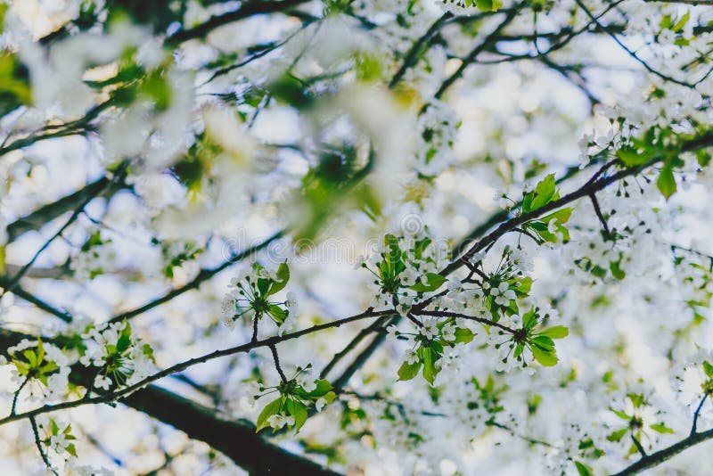 L'aubépine blanche fleurit sur des branches d'arbre en parc de ville photo libre de droits L'aubépine blanche fleurit sur des branches d'arbre en parc de ville photo libre de droits