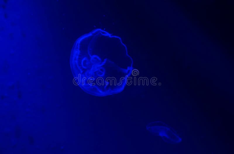 L'aurelia aurita traslucido inoltre ha chiamato le meduse comuni, le meduse della luna, la gelatina della luna o la gelatina del fotografie stock libere da diritti L'aurelia aurita traslucido inoltre ha chiamato le meduse comuni, le meduse della luna, la gelatina della luna o la gelatina del fotografie stock libere da diritti