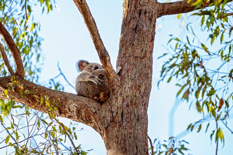 L'Australienne Koala assise dans un arbre à la chandelle C'est Joey photographie stock libre de droits L'Australienne Koala assise dans un arbre à la chandelle C'est Joey photographie stock libre de droits