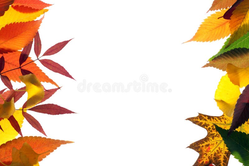 Vivid fall frame with many tree species. Vivid fall frame with many tree species