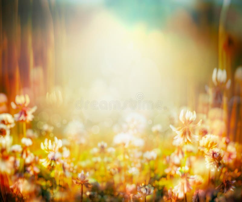 Autumn or summer blurred nature background with flowers field and sunset light, toned. Autumn or summer blurred nature background with flowers field and sunset light, toned