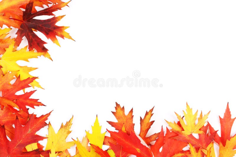 Autum fallen colored leaves on white background. Autum fallen colored leaves on white background