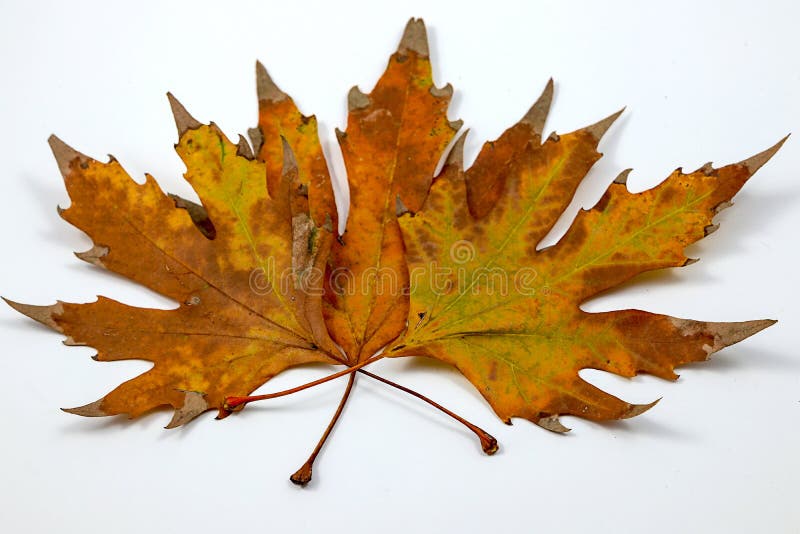 L'automne vient et part photo libre de droits L'automne vient et part photo libre de droits