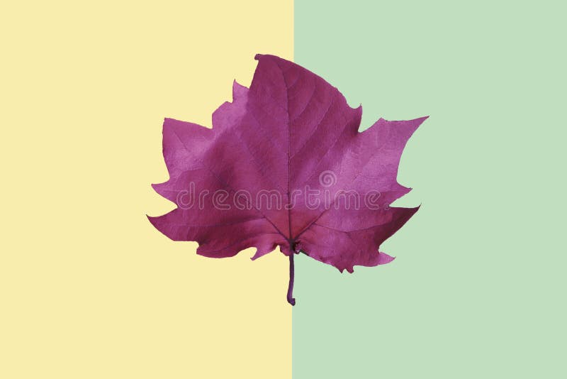 L'autunno arriva Fondo di caduta Disposizione piana fotografie stock L'autunno arriva Fondo di caduta Disposizione piana fotografie stock