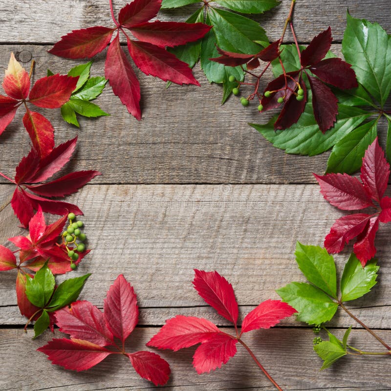 L'autunno con l'uva gialla, rossa, arancio variopinta rimane il fondo di legno con lo spazio della copia Concetto di caduta fotografia stock libera da diritti