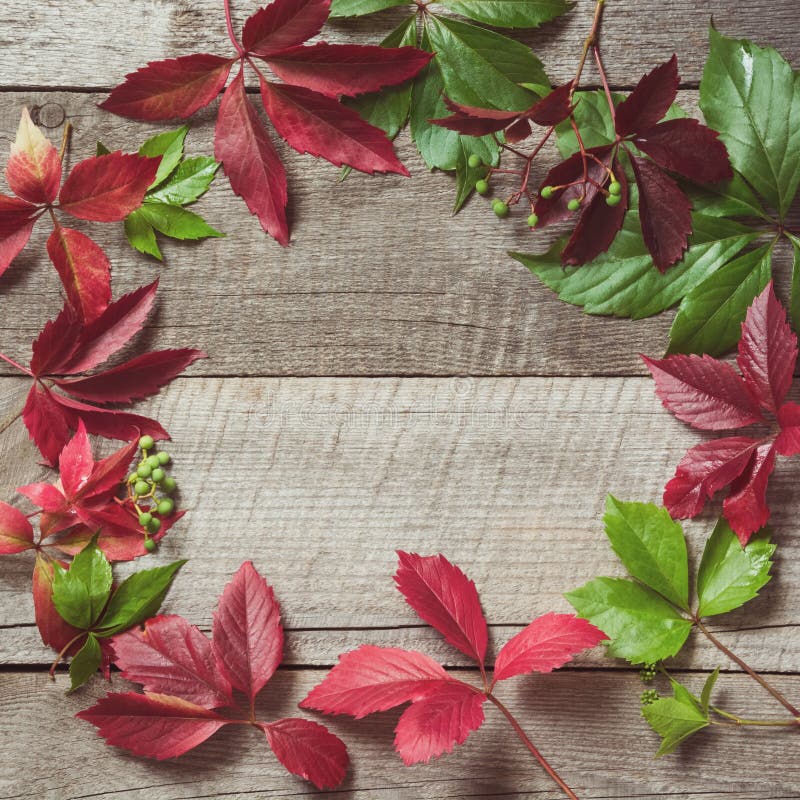 L'autunno con l'uva gialla, rossa, arancio variopinta rimane il fondo di legno con lo spazio della copia Concetto di caduta immagine stock