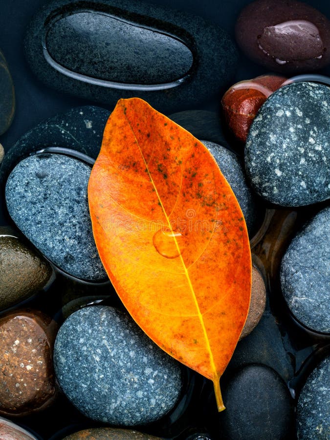 L'autunno, la caduta e lo zen come permesso arancio di concetti cadono sulla st del fiume fotografia stock libera da diritti L'autunno, la caduta e lo zen come permesso arancio di concetti cadono sulla st del fiume fotografia stock libera da diritti