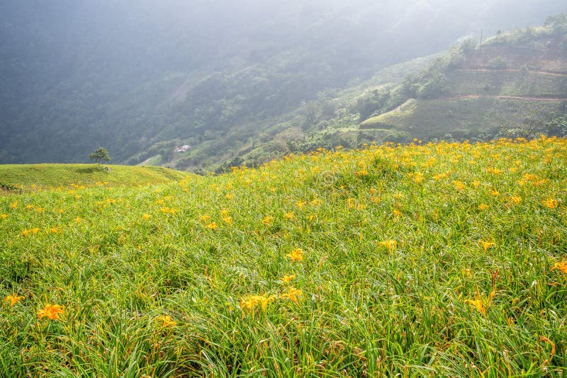 L'azienda agricola daylilyTawny arancio del fiore dell'emerocallide a Taimali immagine stock L'azienda agricola daylilyTawny arancio del fiore dell'emerocallide a Taimali immagine stock